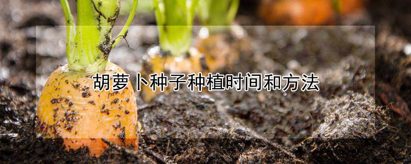 胡蘿卜種子種植時間和方法