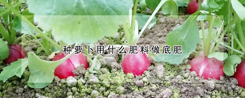 種蘿卜用什麼肥料做底肥