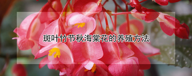 斑葉竹節秋海棠花的養殖方法