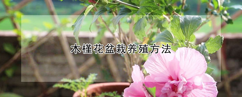 木槿花盆栽養殖方法