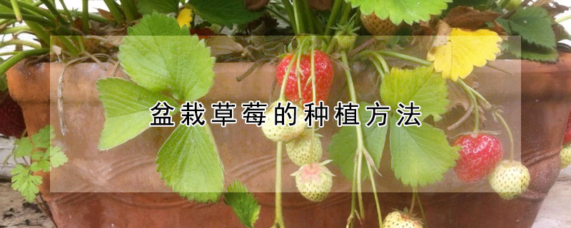 盆栽草莓的種植方法
