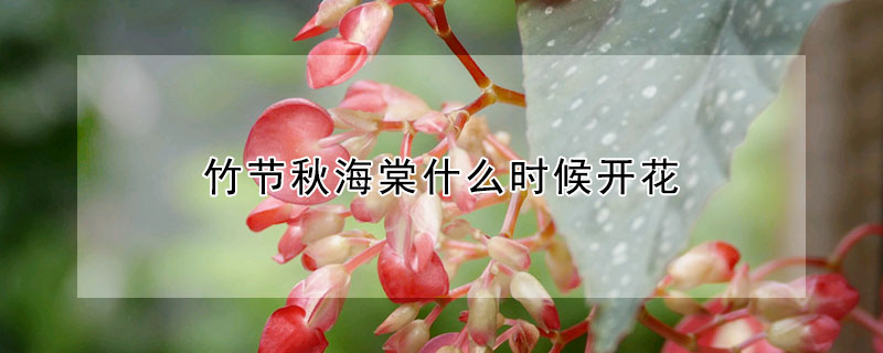 竹節秋海棠什麼時候開花
