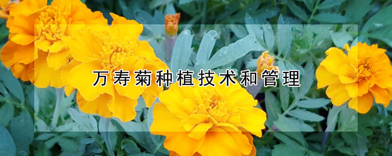 萬壽菊種植技術和管理