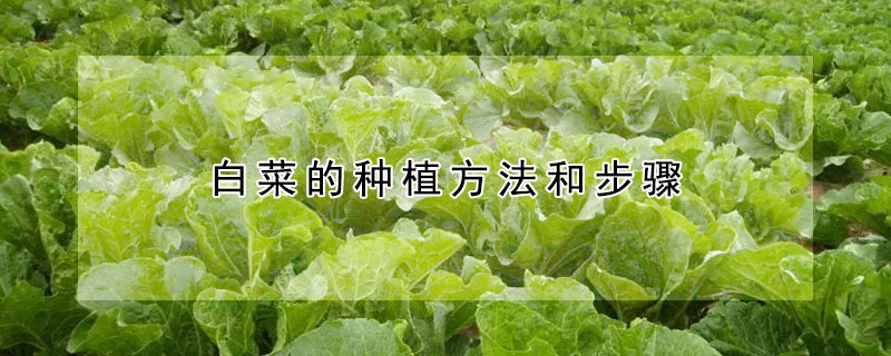 白菜的種植方法和步驟