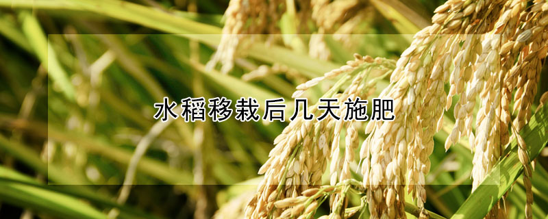 水稻移栽後幾天施肥
