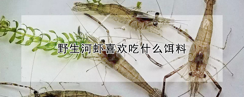 野生河蝦喜歡吃什麼餌料