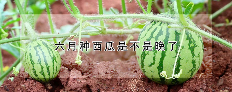 六月種西瓜是不是晚了
