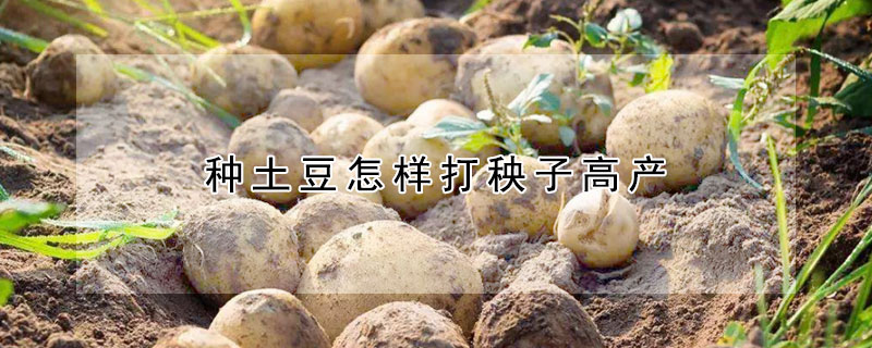 種土豆怎樣打秧子高產