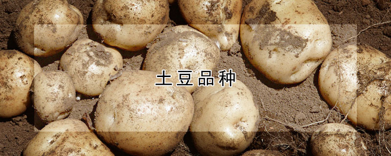 土豆品種