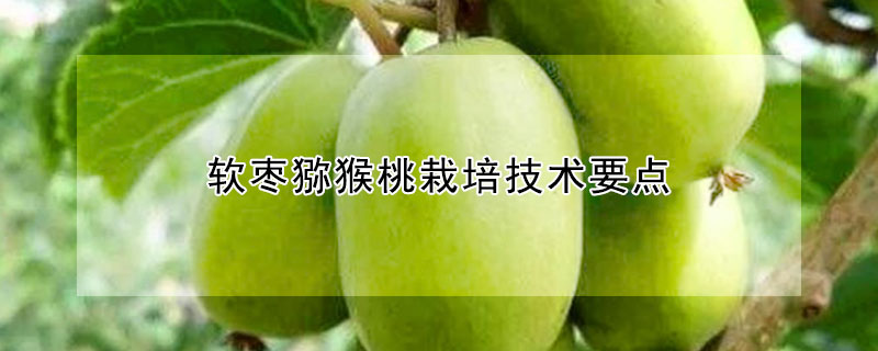 軟棗獼猴桃栽培技術要點