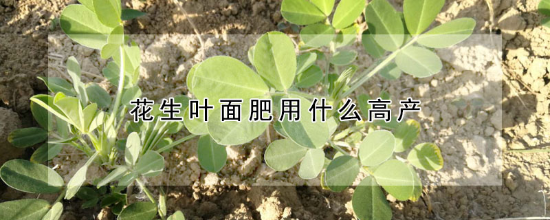 花生葉麵肥用什麼高產