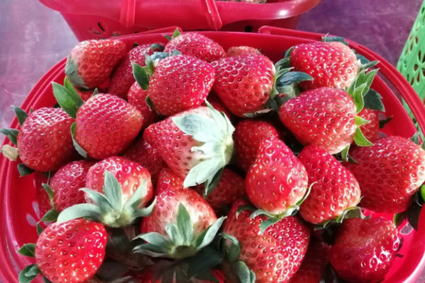 草莓什麼時候種植最好 草莓的種植技術與管理