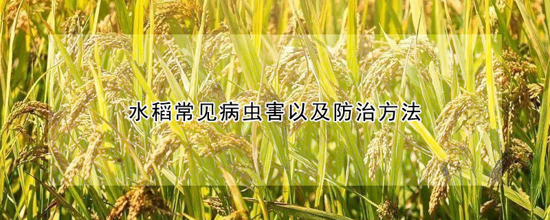 水稻常見病蟲害以及防治方法
