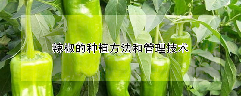 辣椒的種植方法和管理技術