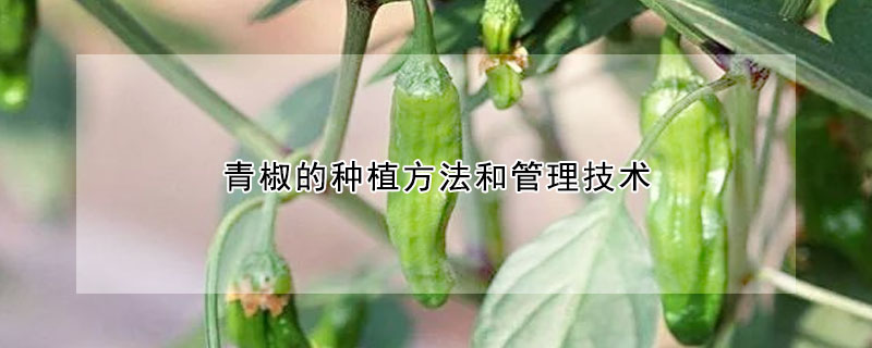 青椒的種植方法和管理技術