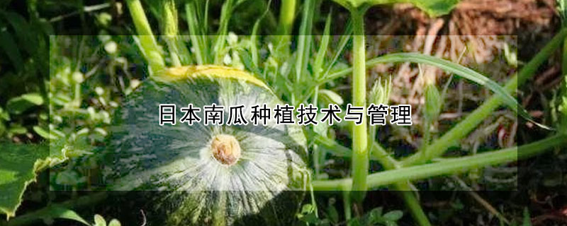 日本南瓜種植技術與管理