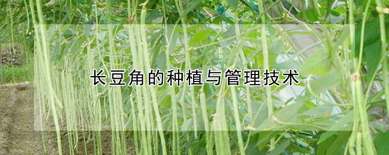 長豆角的種植與管理技術