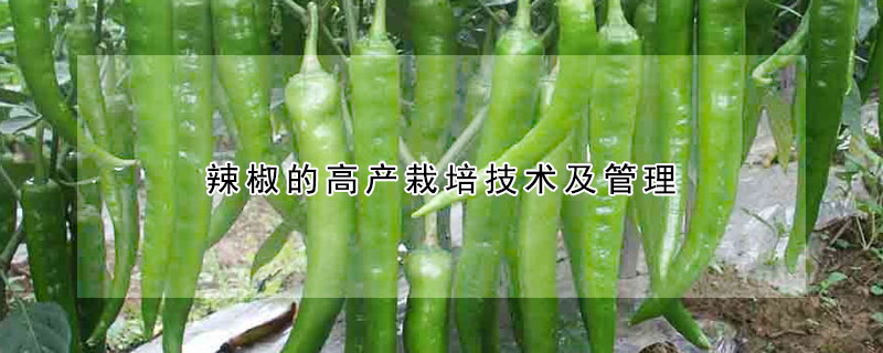 辣椒的高產栽培技術及管理