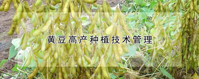 黃豆高產種植技術管理