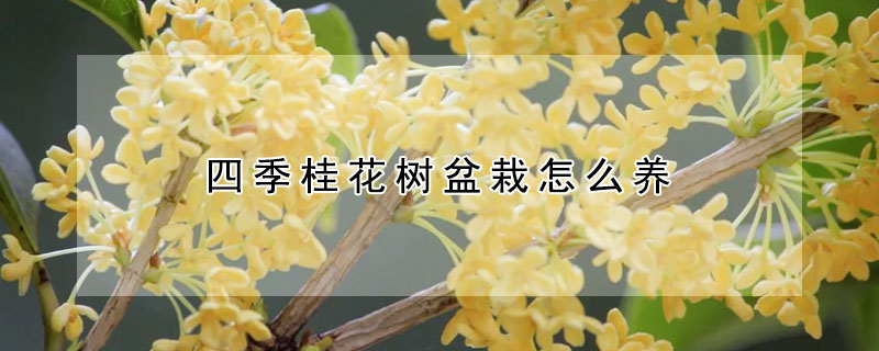 四季桂花樹盆栽怎麼養