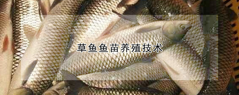 草魚魚苗養殖技術