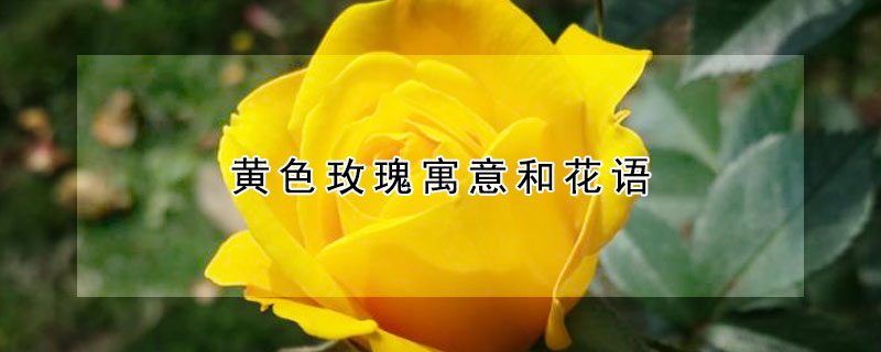 黃色玫瑰寓意和花語