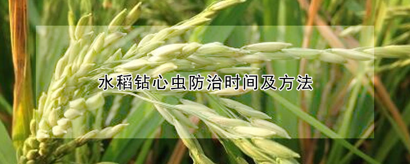 水稻鑽心蟲防治時間及方法