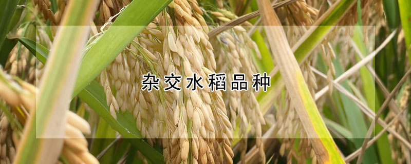 雜交水稻品種