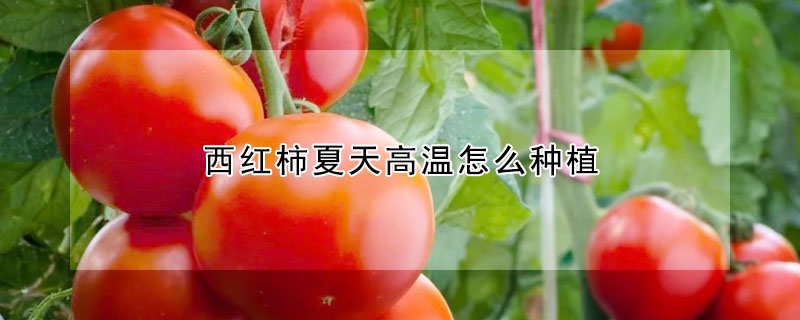 西紅柿夏天高溫怎麼種植
