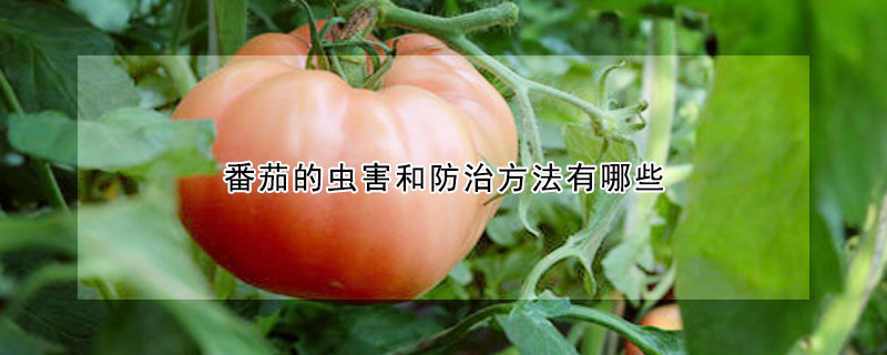 番茄的蟲害和防治方法有哪些