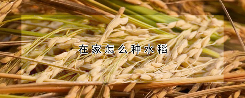 在家怎麼種水稻