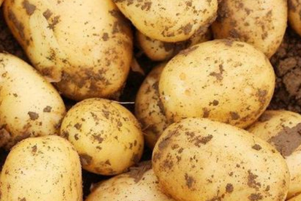 土豆什麼時候種植最好 吃土豆的好處