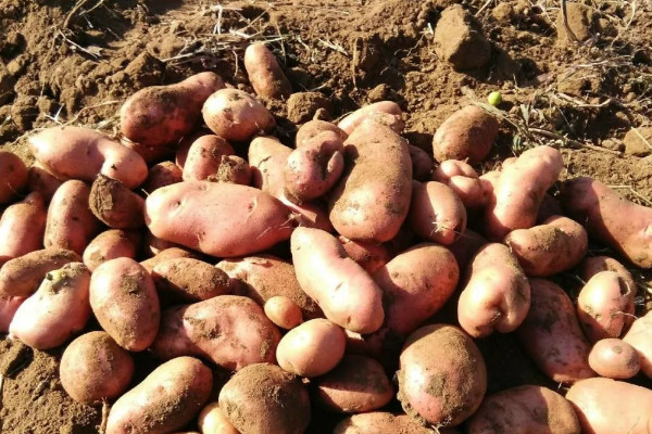 土豆什麼時候種植最好 吃土豆的好處