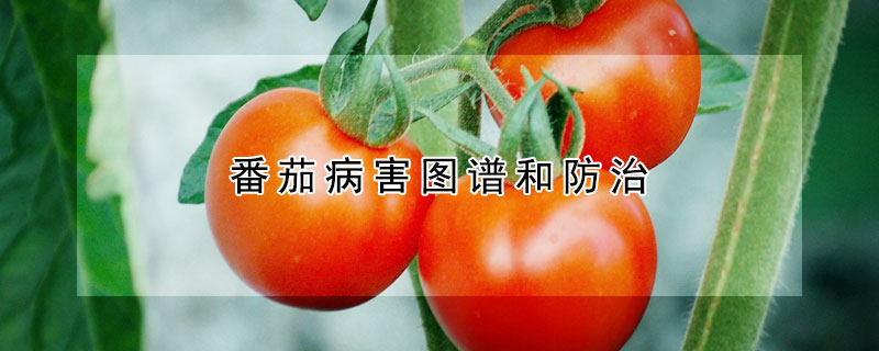 番茄病害圖譜和防治