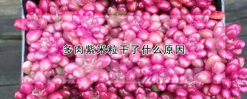 多肉紫米粒幹了什麼原因
