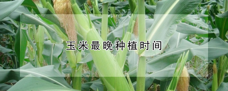 玉米最晚種植時間