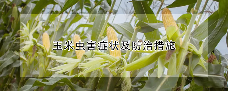 玉米蟲害症狀及防治措施