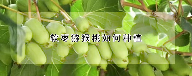 軟棗獼猴桃如何種植