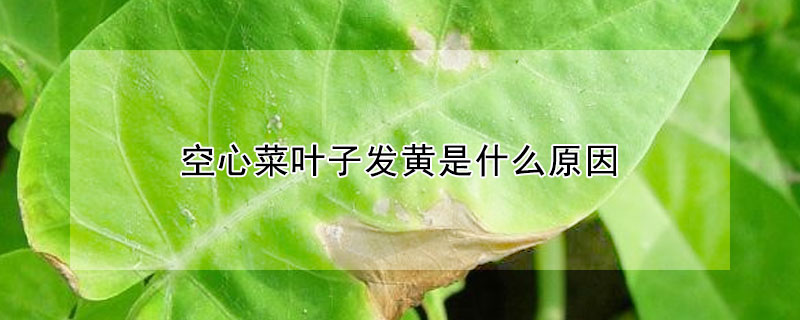 空心菜葉子發黃是什麼原因