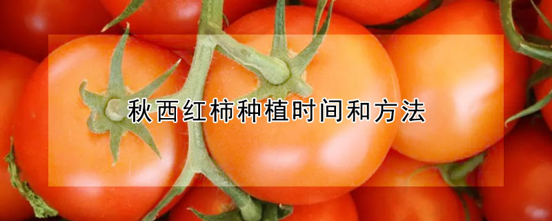 秋西紅柿種植時間和方法