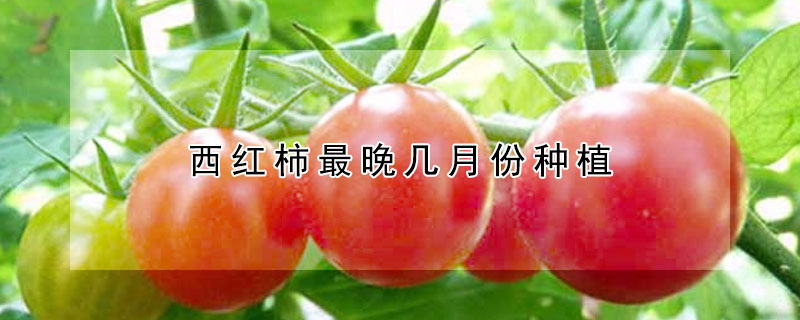 西紅柿最晚幾月份種植