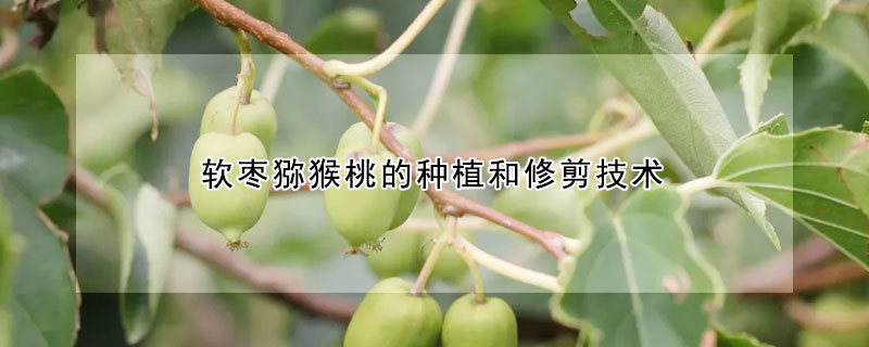 軟棗獼猴桃的種植和修剪技術