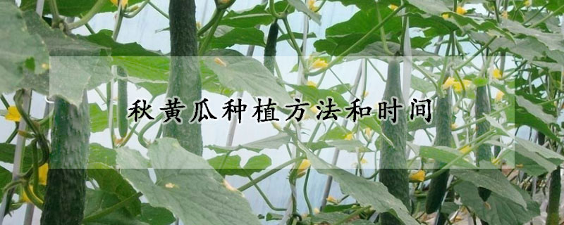 秋黃瓜種植方法和時間