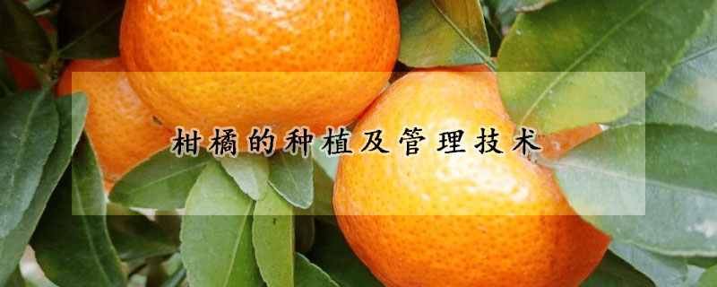 柑橘的種植及管理技術
