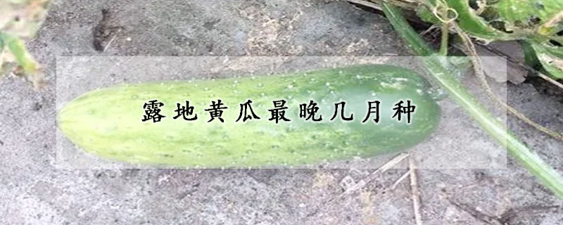 露地黃瓜最晚幾月種