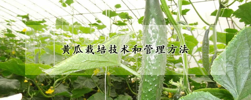 黃瓜栽培技術和管理方法