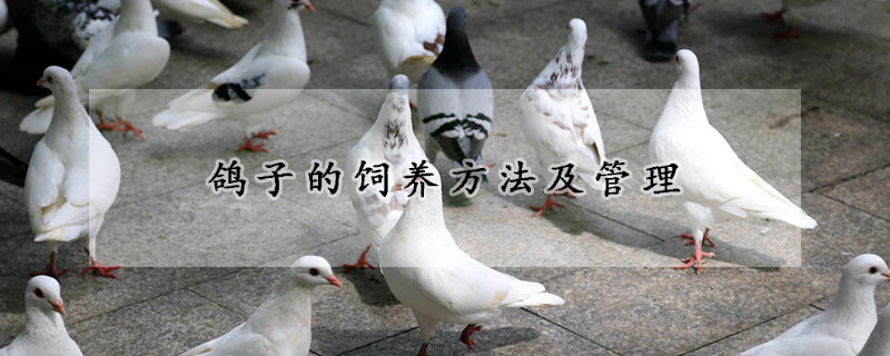 鴿子的飼養方法及管理