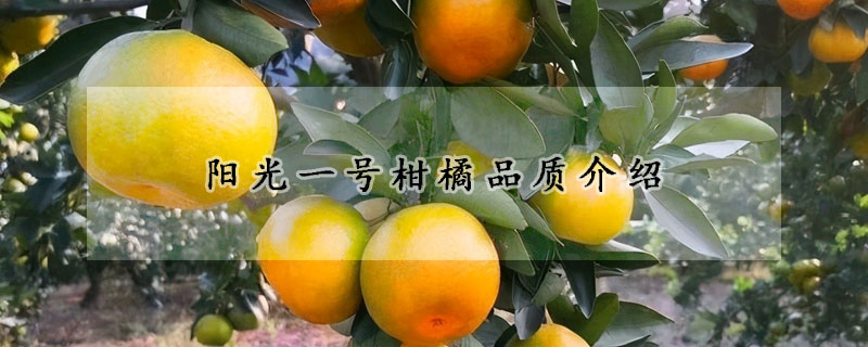 陽光一號柑橘品質介紹