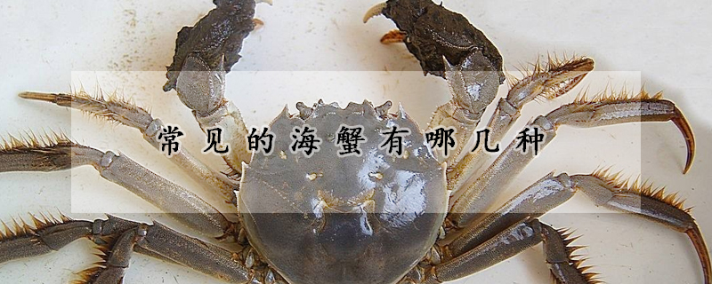 常見的海蟹有哪幾種