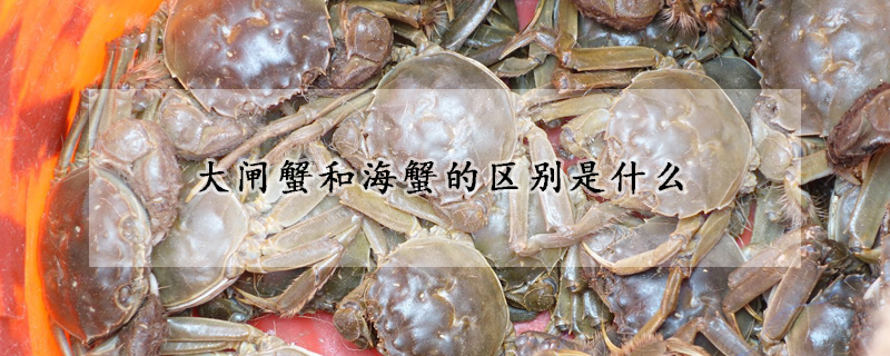 大閘蟹和海蟹的區別是什麼